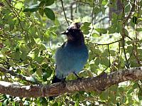 FAUNE 4 (29).JPG